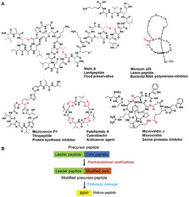 Heterologous Production of Microbial Ribosomally Synthesized and Post-translationally Modified Peptides